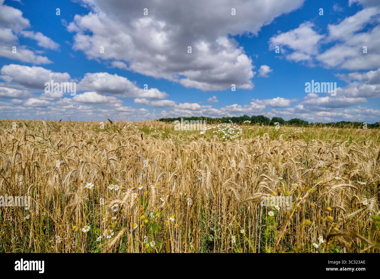 Paysage rural ensoleillé d'été inférieur de silésie avec ciel bleu, nuages et flield de grain de maturation Banque D'Images