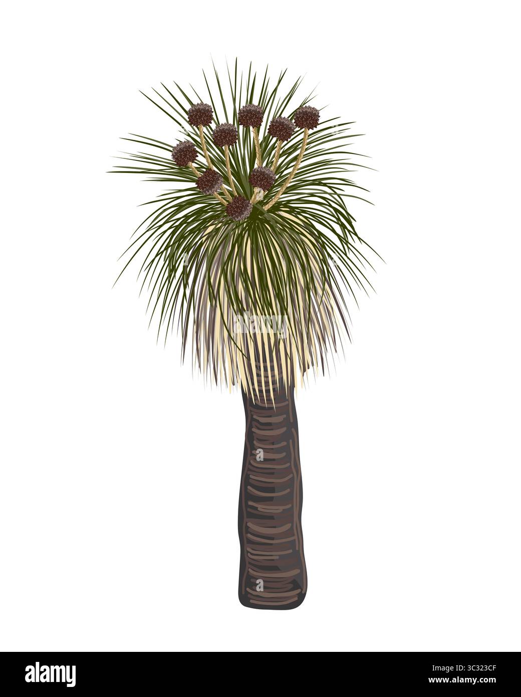 Kingia australis arbre avec vecteur de fleur illustration isolée. L'arbre Bullanock Grass en fleur, élément de flore endémique indigène australien. Illustration de Vecteur Kingia australis arbre avec vecteur de fleur illustration isolée. L'arbre Bullanock Grass en fleur, élément de flore endémique indigène australien. Illustration de Vecteur