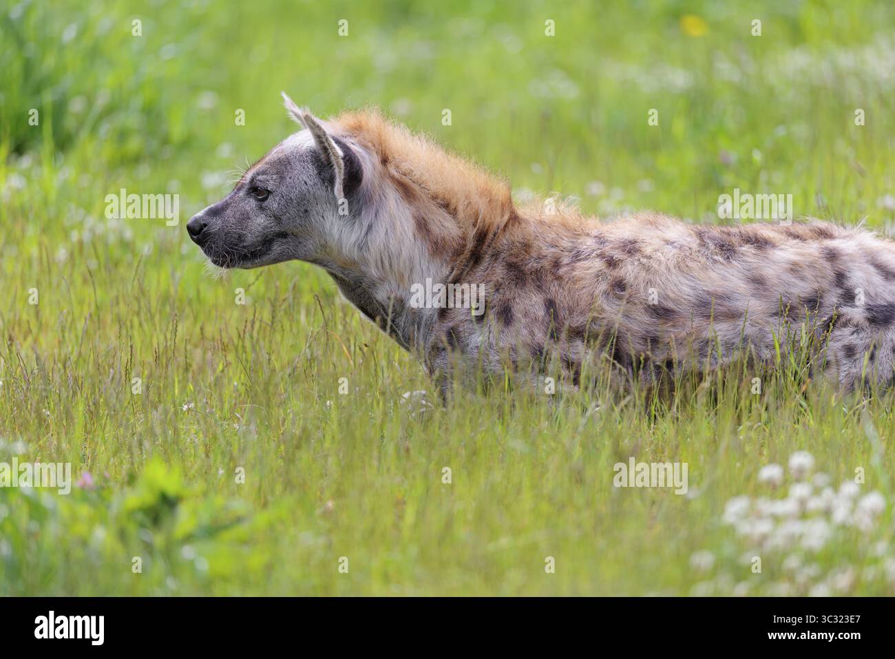 Un mâle adulte tacheté hyène (Crocuta crocuta) allongé dans un pré vert, observant quelque chose. Partie australe de l'Afrique Banque D'Images
