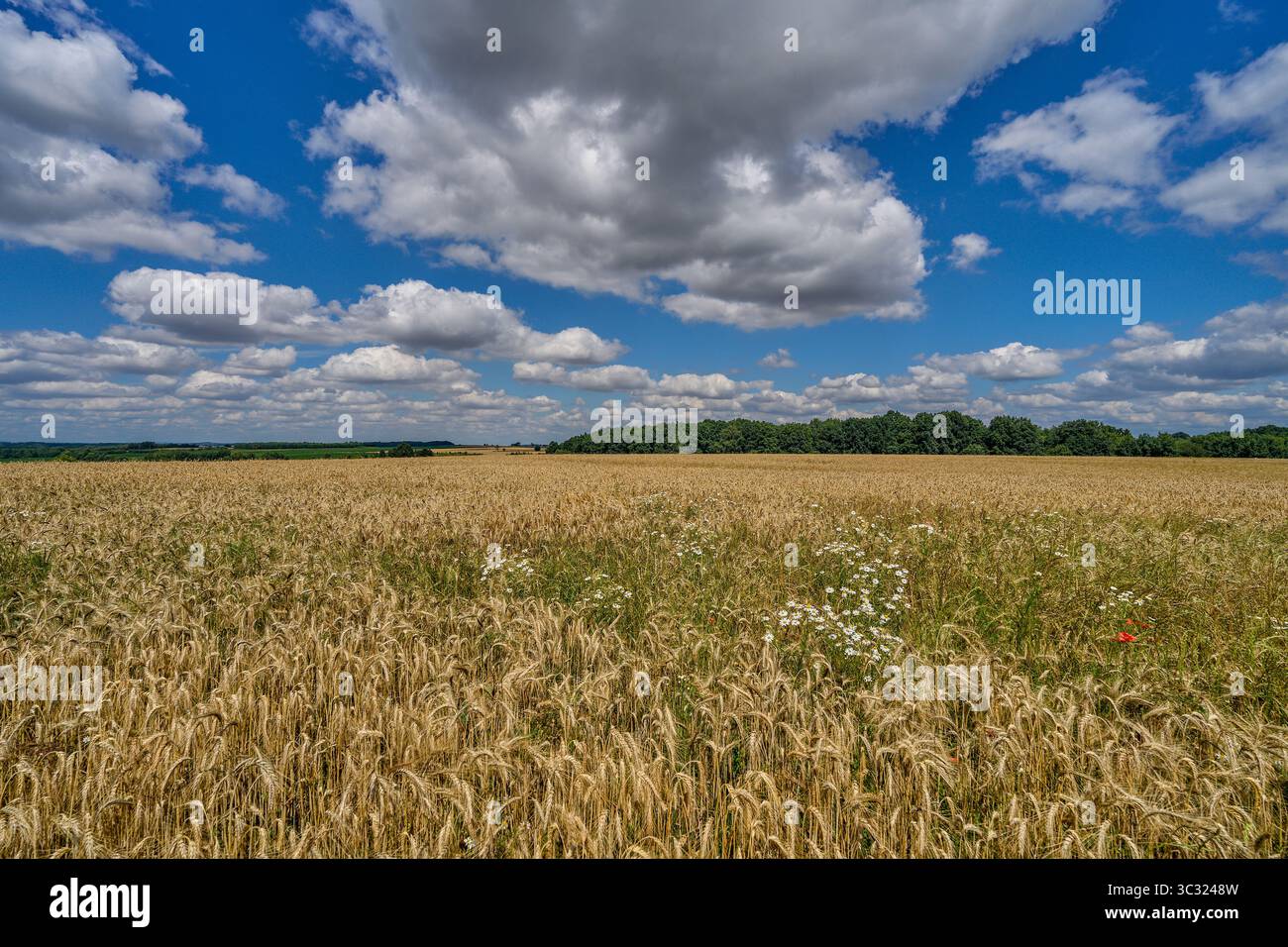 Paysage rural ensoleillé d'été inférieur de silésie avec ciel bleu, nuages et flield de grain de maturation Banque D'Images