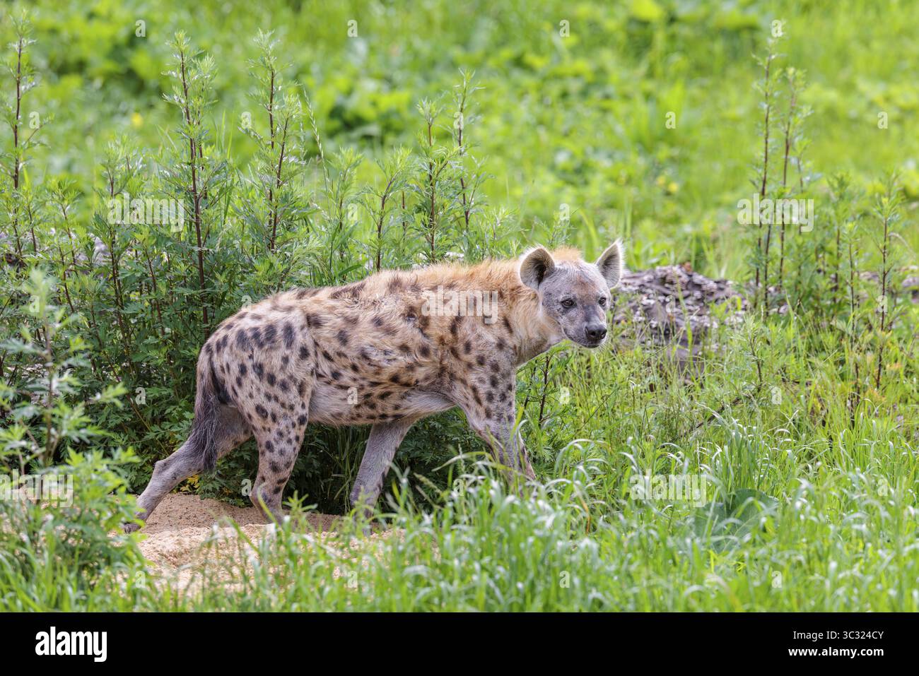 Un mâle adulte hyène tachetée (Crocuta crocuta) traverse une prairie verte. Partie australe de l'Afrique Banque D'Images