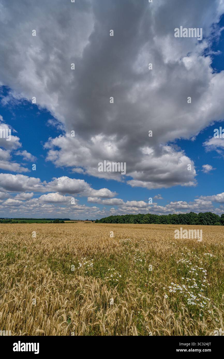 Paysage rural ensoleillé d'été inférieur de silésie avec ciel bleu, nuages et flield de grain de maturation Banque D'Images