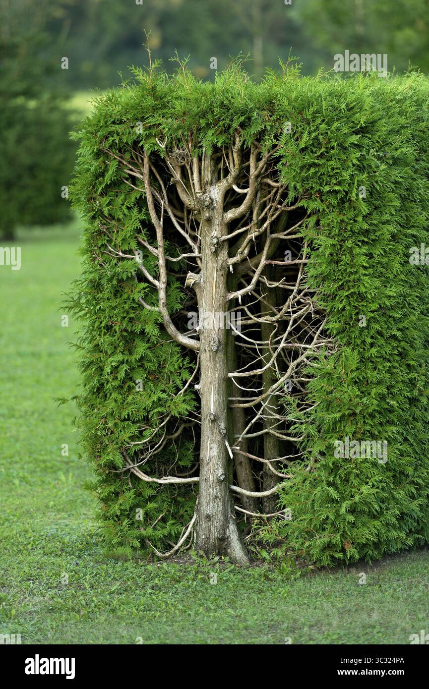 Arborvitae, thujas (Thuja), haie rectangulaire, coupe transversale, tronc d'arbre, branches, brindilles et feuilles, jardin, Ismaning, haute-Bavière, Bavière, allemand Banque D'Images