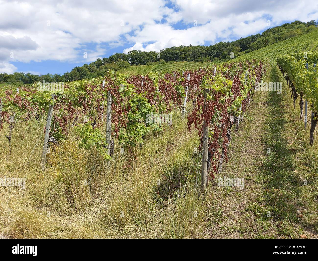 Vignes malades avec des feuilles vertes et séchées sur une colline, ciel d'été, près de Schwaikheim, Bade-Wuerttemberg, Allemagne Banque D'Images