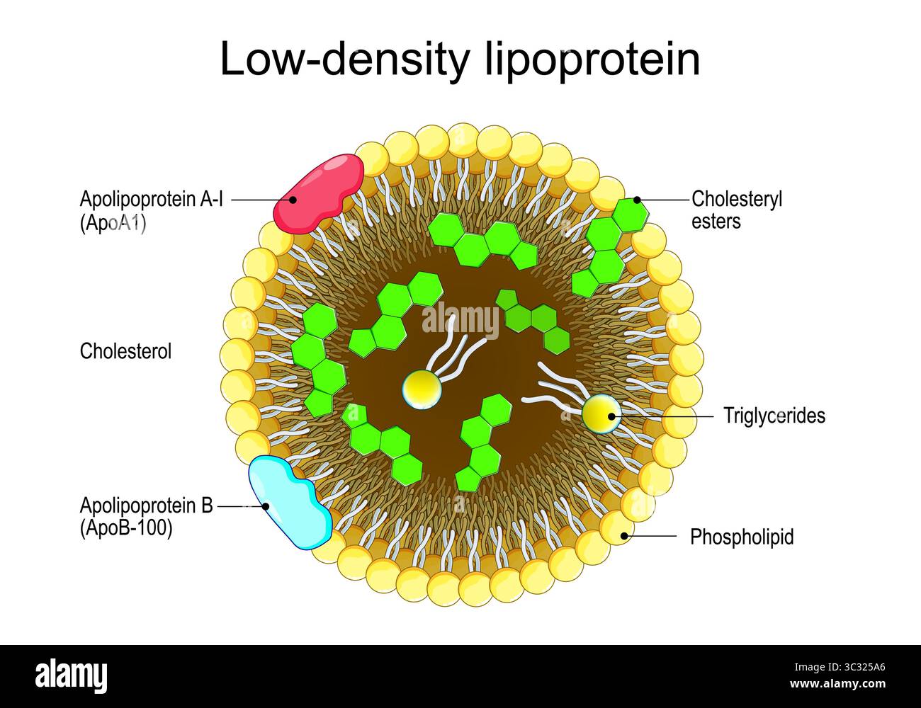 Lipoprotéines de basse densité. Coupe transversale de LDL, gros plan du noyau hydrophobe et de la surface amphipathique. Mécanisme de transport des lipides, triglycérides, ph Illustration de Vecteur