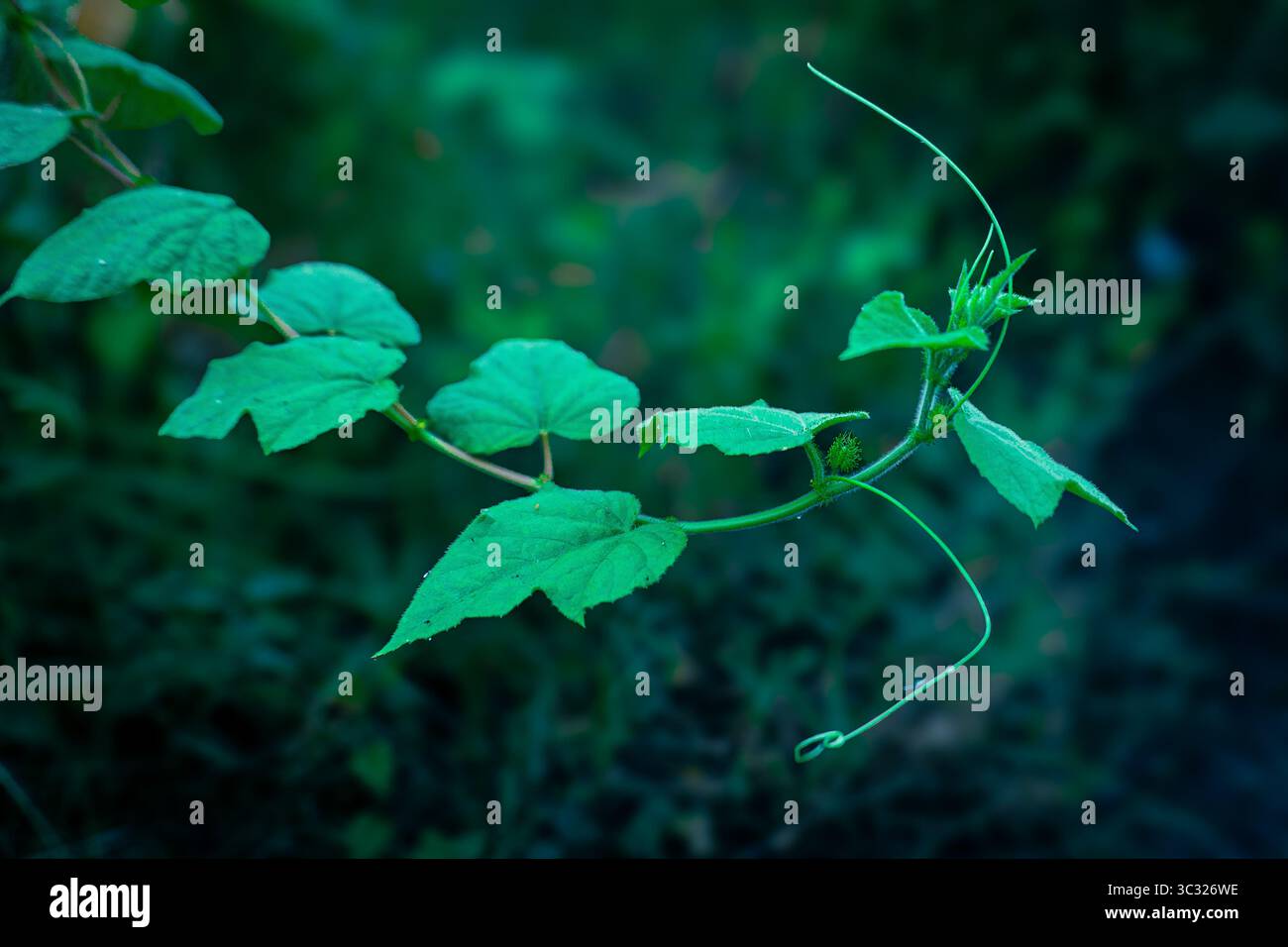 plante d'herbe de vignes vertes dans la brousse Banque D'Images
