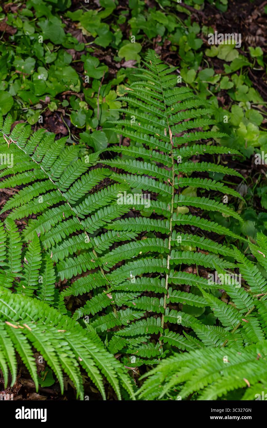 Les fougères Dryopteris filix-mas luxuriantes dominent le sol forestier. Leurs frondes étroitement composées se déploient dans la lumière du petit matin au milieu d'un riche feuillage vert Banque D'Images