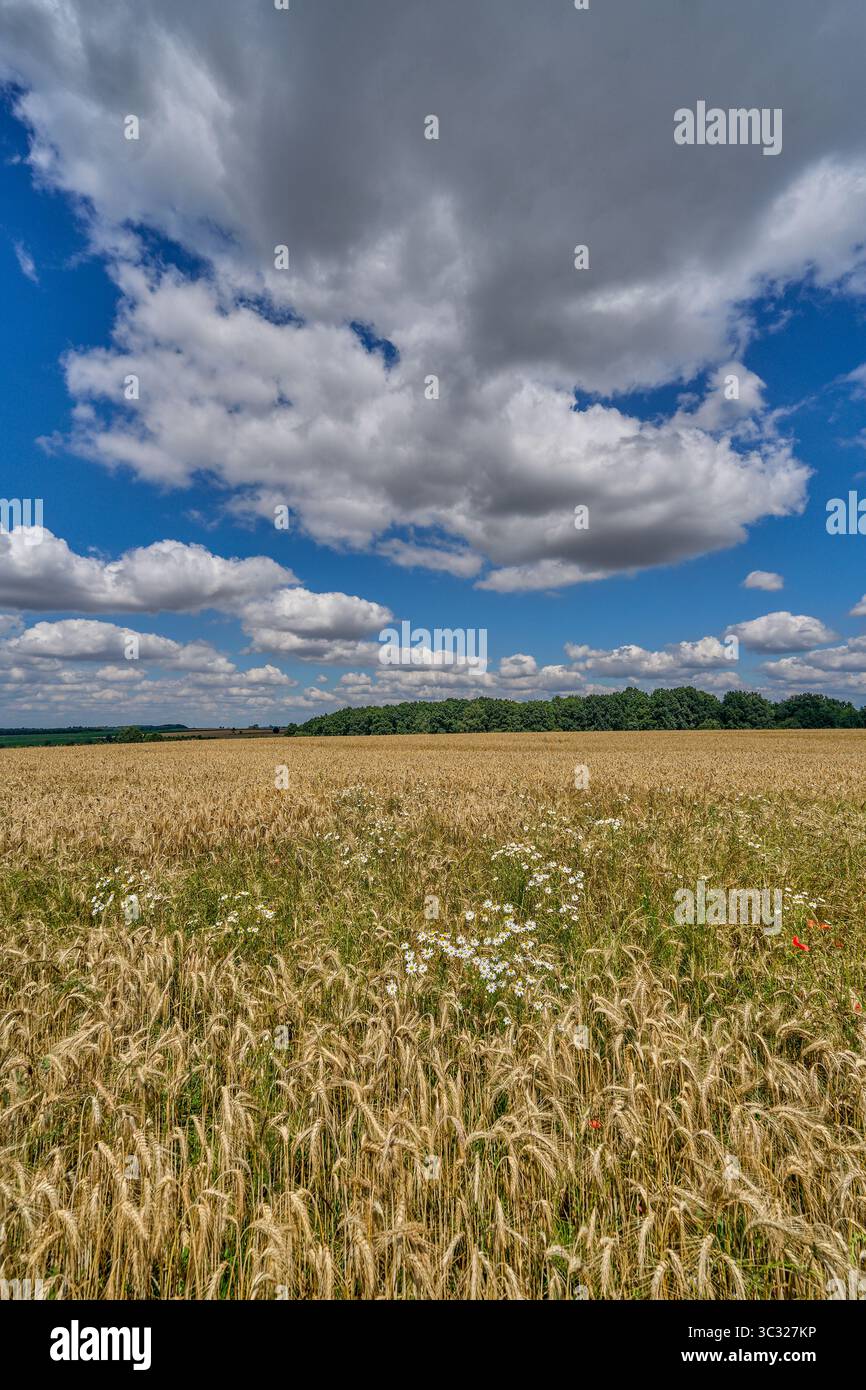 Paysage rural ensoleillé d'été inférieur de silésie avec ciel bleu, nuages et flield de grain de maturation Banque D'Images