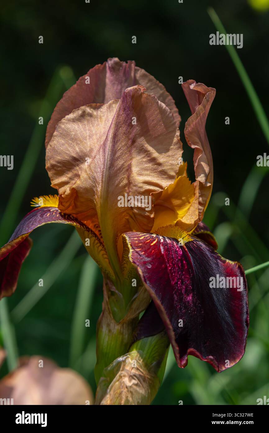 Une fleur d'iris saisissante affiche de riches teintes de violet et d'or entouré d'un feuillage vert luxuriant sous la lumière du soleil dans un cadre paisible de jardin. Banque D'Images