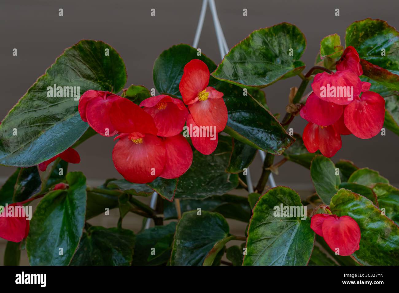 Des fleurs de bégonia rouge éclatantes fleurissent parmi les feuilles vertes brillantes dans un pot suspendu ajoutant une touche d'élégance à l'espace intérieur pendant la lumière de l'après-midi. Banque D'Images