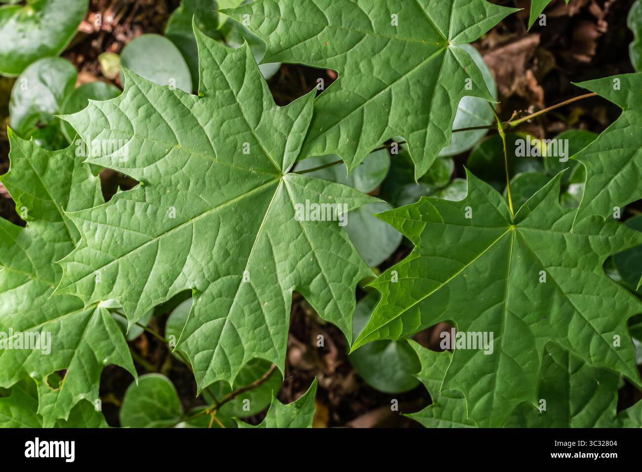Vue rapprochée des feuilles d'érable de Norvège mettant en évidence leur forme distinctive et leur riche couleur verte trouvée dans un environnement boisé au printemps. Banque D'Images