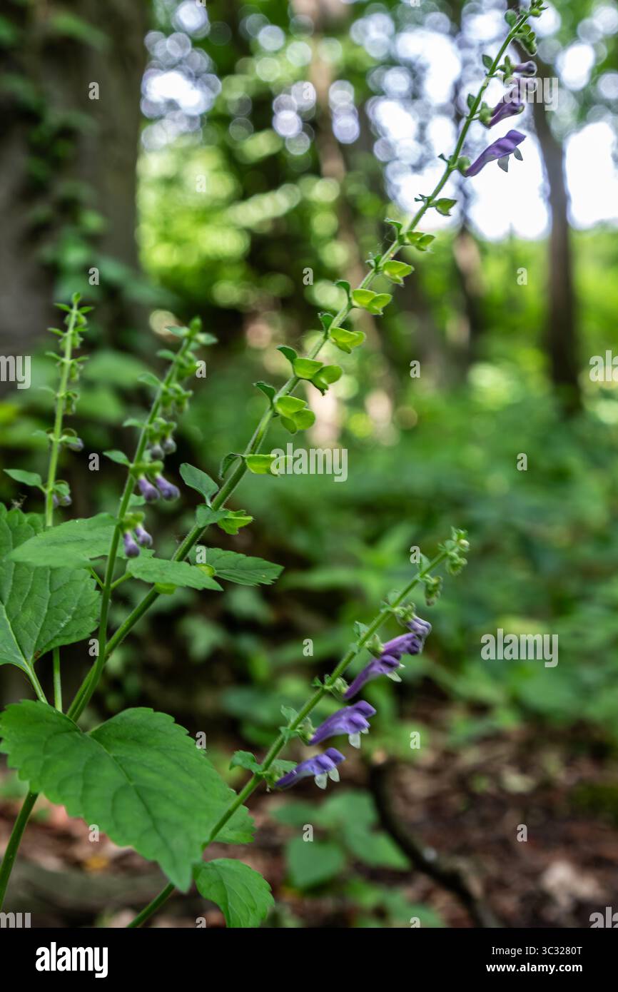 Commune Skullcap prospère dans une zone boisée fortement verte affichant ses fleurs violettes saisissantes et ses feuilles verdoyantes sous une lumière naturelle douce pendant midda Banque D'Images