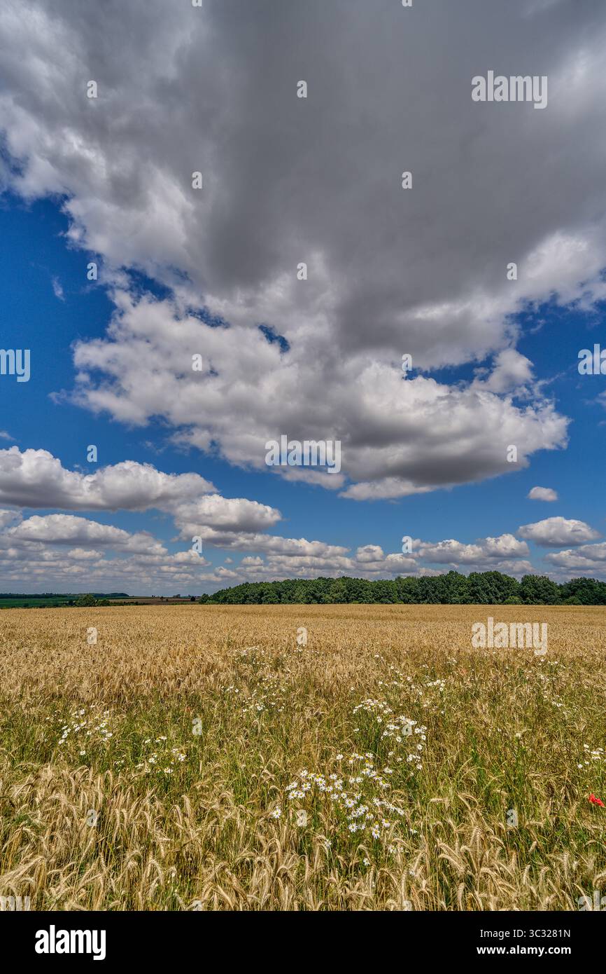 Paysage rural ensoleillé d'été inférieur de silésie avec ciel bleu, nuages et flield de grain de maturation Banque D'Images