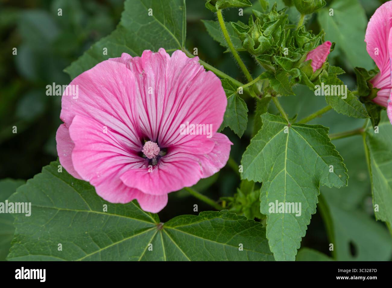 Les plantes Lavatera trimestris affichent des fleurs roses brillantes entourées d'un riche feuillage vert sous un ciel bleu clair améliorant la beauté du jardin ensoleillé Banque D'Images
