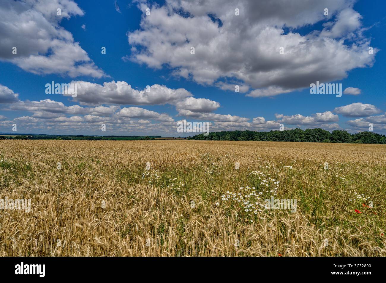 Paysage rural ensoleillé d'été inférieur de silésie avec ciel bleu, nuages et flield de grain de maturation Banque D'Images