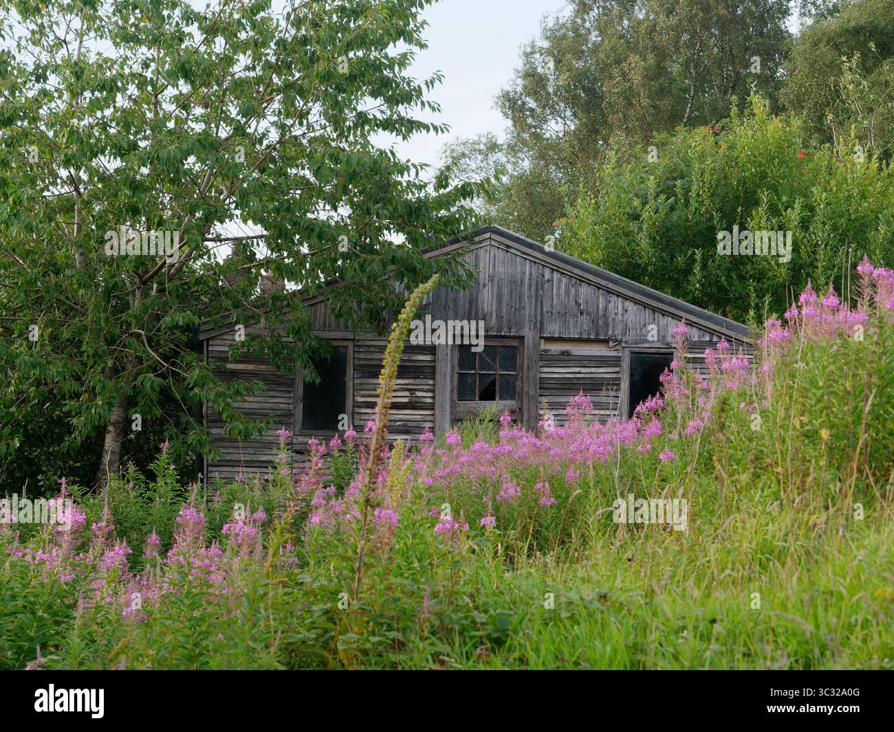 Grange en bois semi-délabrée ou remise dans un champ avec des fleurs violettes à Biddulph, Staffordshire, Angleterre. 24 juillet 2025 Banque D'Images