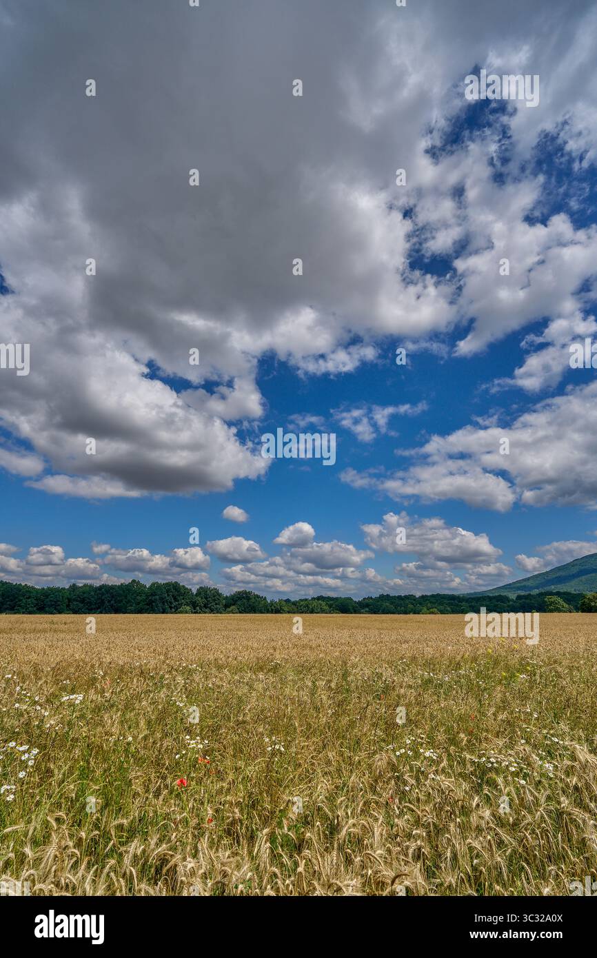 Paysage rural ensoleillé d'été inférieur de silésie avec ciel bleu, nuages et flield de grain de maturation Banque D'Images
