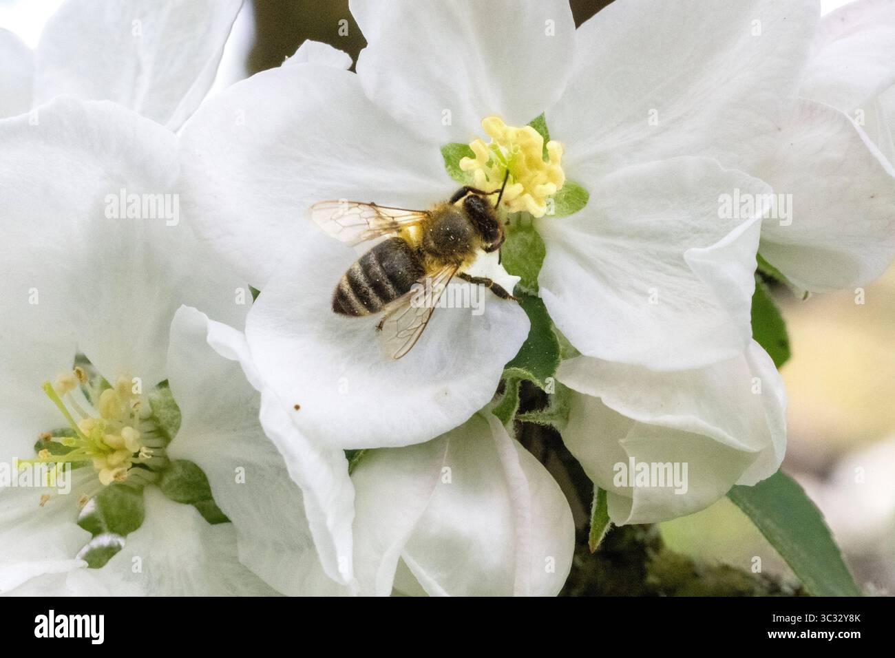 Nektarsammelnde Bienen, insectes pollinisateurs, abeilles, fleurs, plantes à fleurs avec abeilles, insectes, nourriture pour insectes, donneurs de nectar pour abeilles, abeille occidentale Banque D'Images