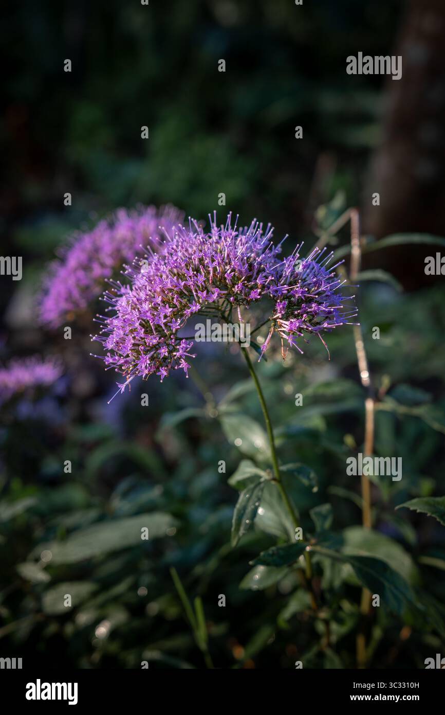 Purpletop verveine fleurissant dans le jardin d'été Banque D'Images