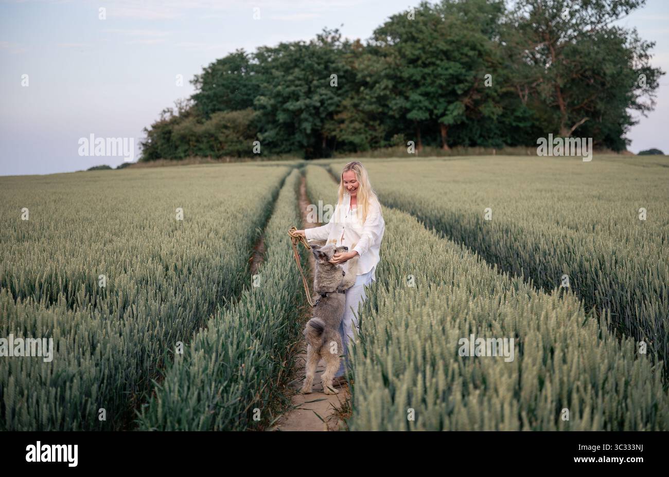 Femme avec chien marchant le long du chemin dans le champ de blé vert en été Banque D'Images