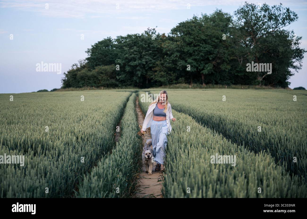 Femme avec chien marchant le long du chemin dans le champ de blé vert en été Banque D'Images