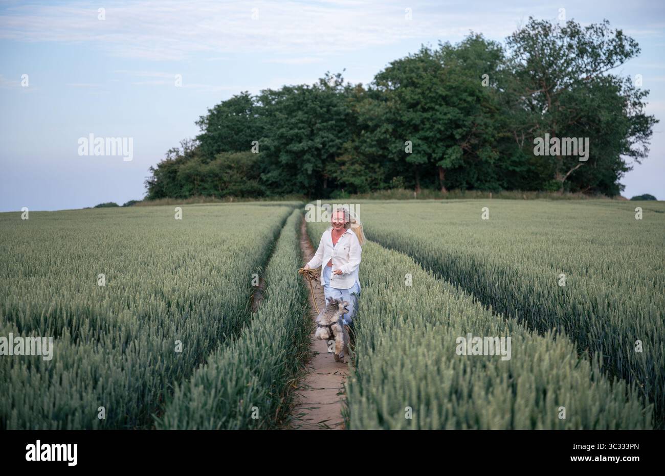 Femme avec chien marchant le long du chemin dans le champ de blé vert en été Banque D'Images