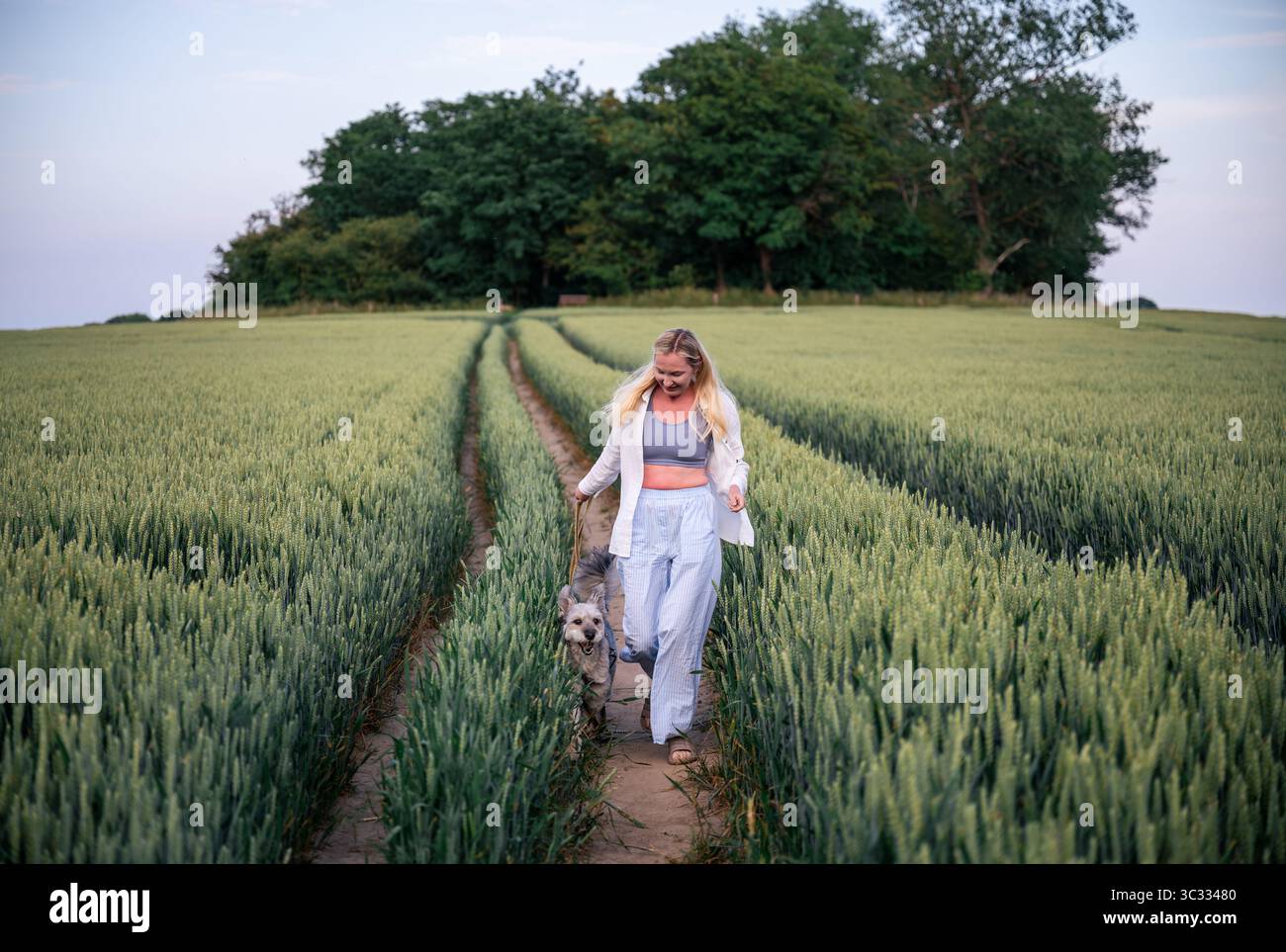 femme avec son chien marchant le long du chemin dans le champ de blé vert en été Banque D'Images