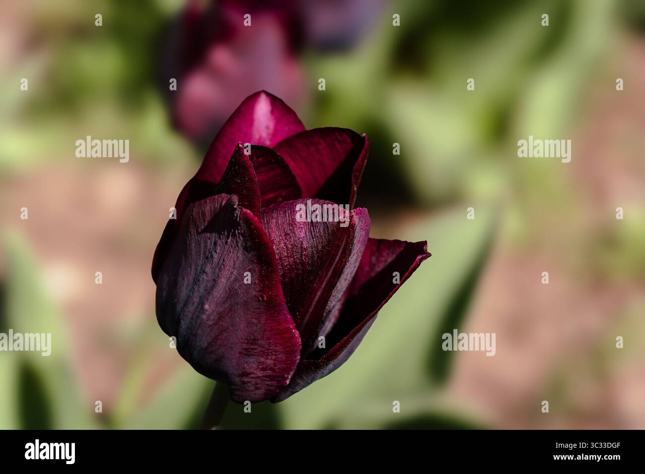 Tulipe Bordeaux dans une photo macro avec un arrière-plan flou et doux. Parfait comme image d'arrière-plan — les pétales riches créent une sensation de chaleur et d'élégance. Banque D'Images