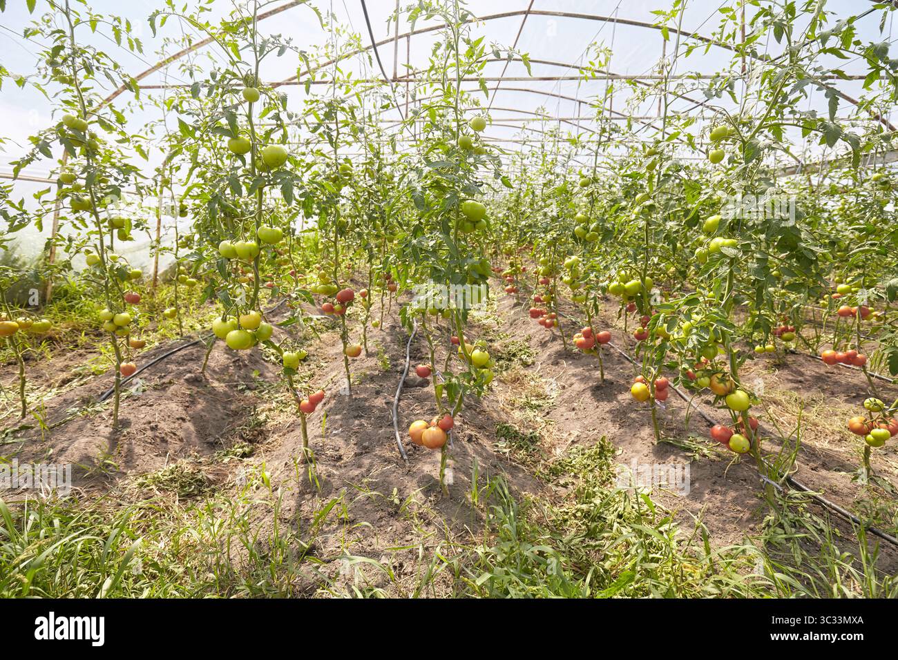 Culture en serre de tomates biologiques, foyer sélectif. Banque D'Images