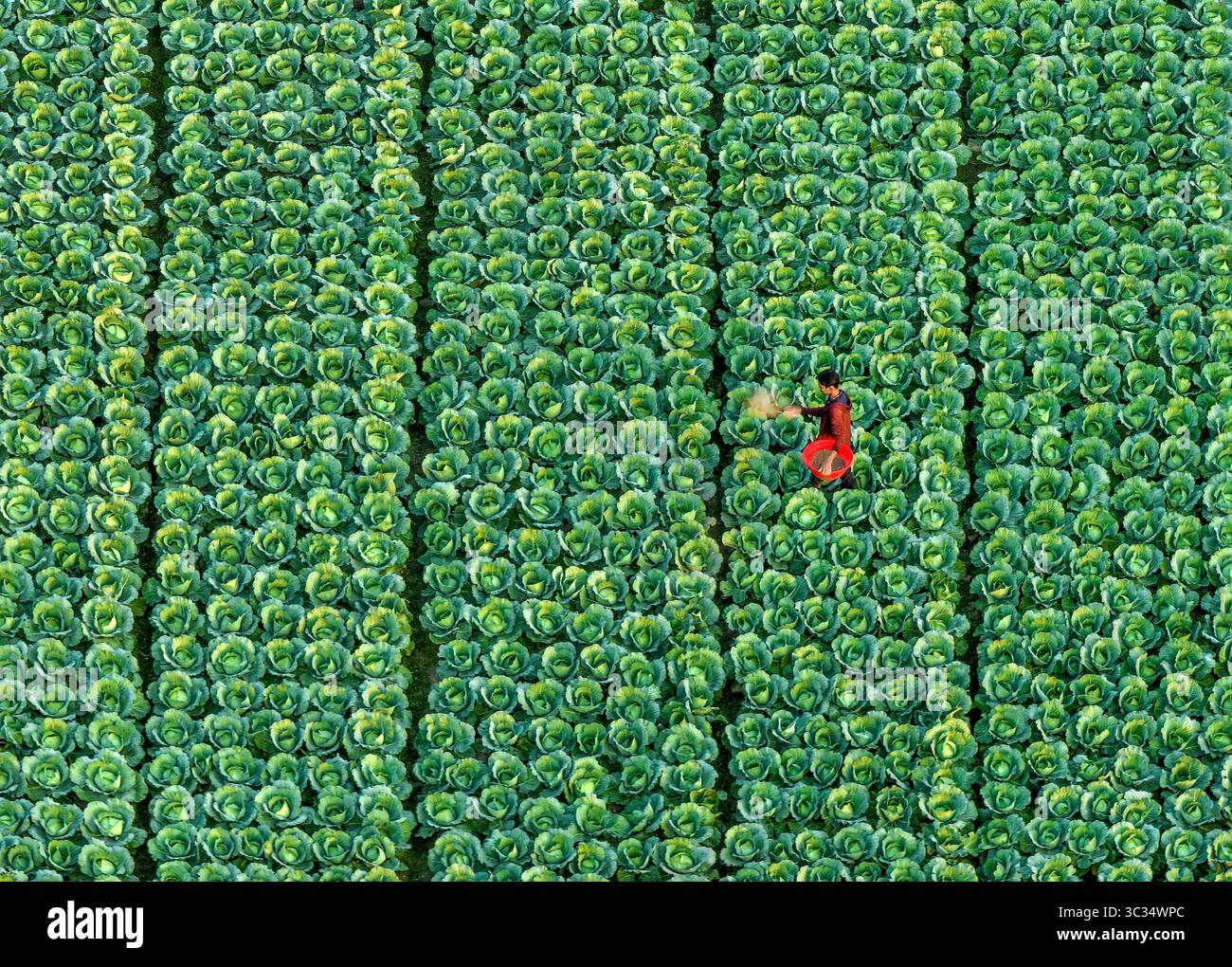 Bogura, Bangladesh - 14 novembre 2021 : vue aérienne d'un champ de chou verdoyant, où une figure solitaire dans des récoltes rouges vives se trouve au milieu des rangées symétriques de sphères vertes. Banque D'Images