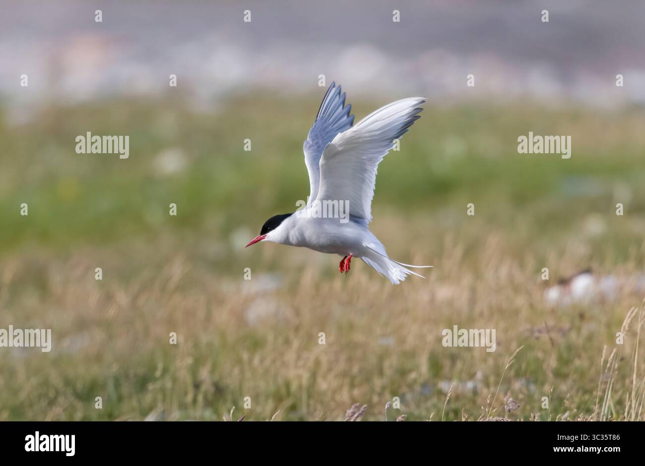 Arctic Tern en vol sur les Shetlands Ecosse Banque D'Images