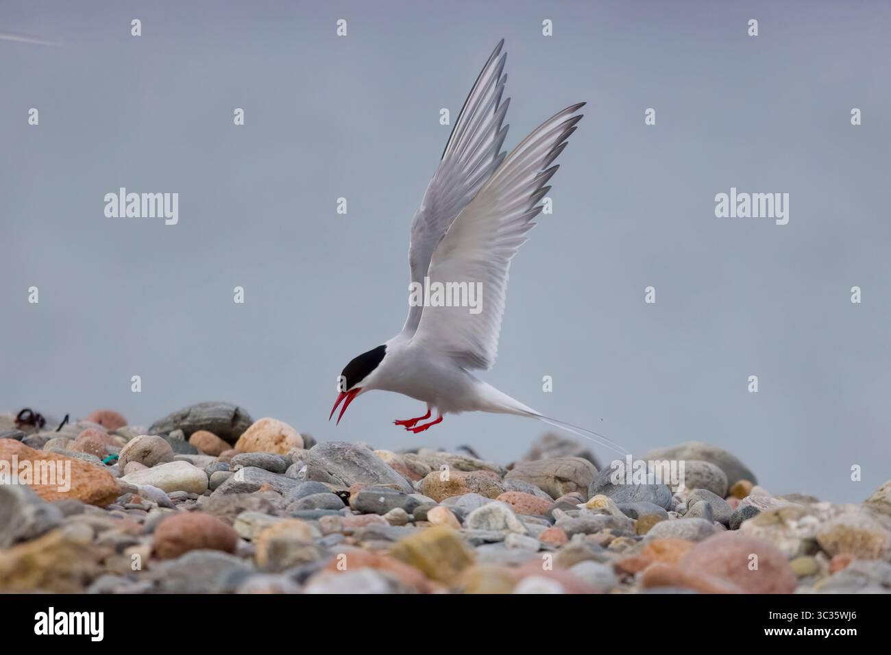 Arctic Tern en vol sur les Shetlands Ecosse Banque D'Images