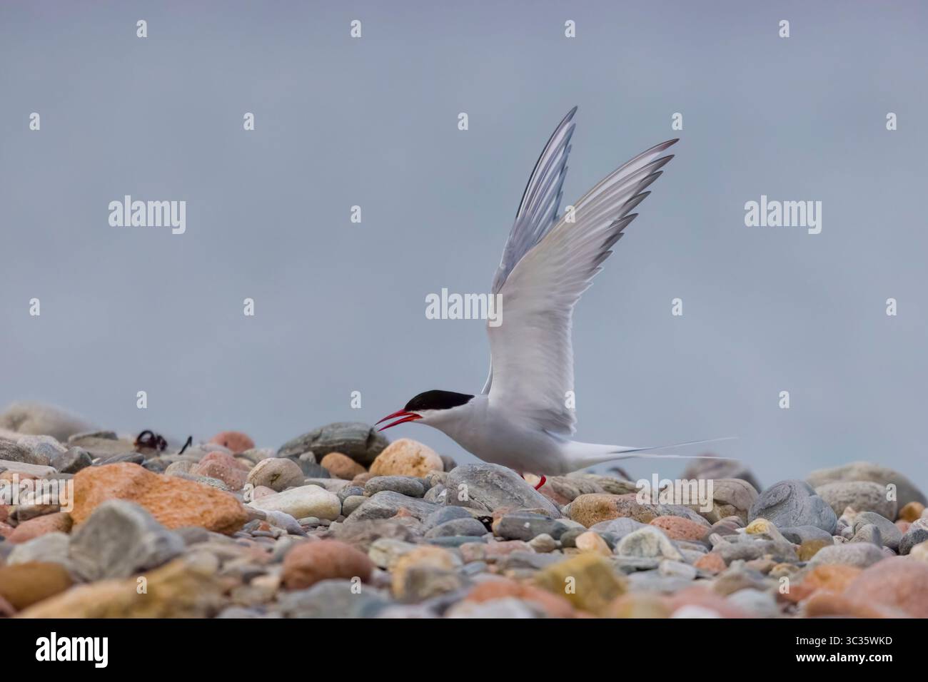Arctic Tern en vol sur les Shetlands Ecosse Banque D'Images
