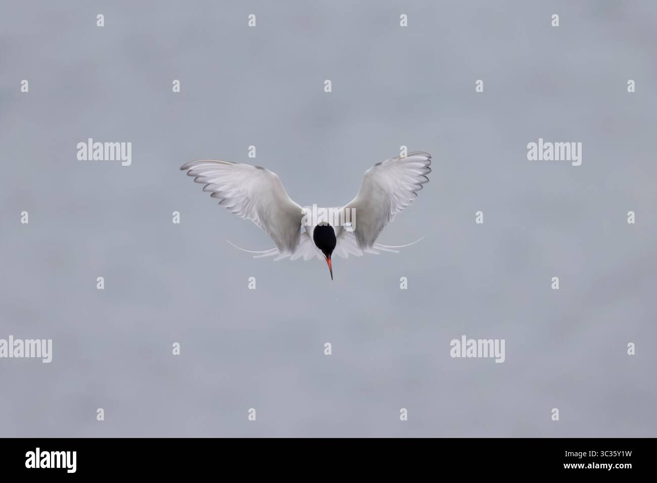 Tern commune en vol sur les Shetlands Ecosse Banque D'Images