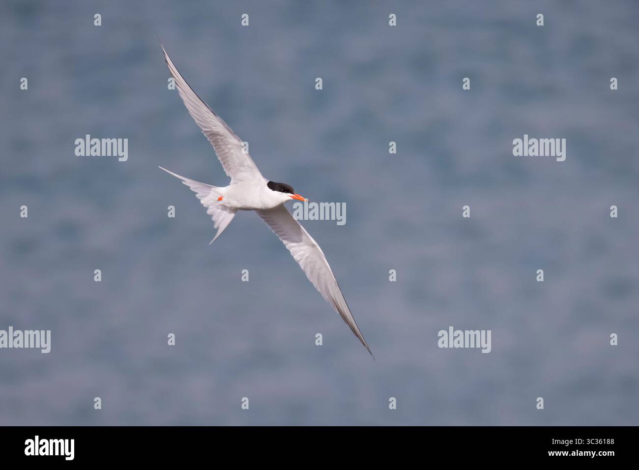 Tern commune en vol sur les Shetlands Ecosse Banque D'Images