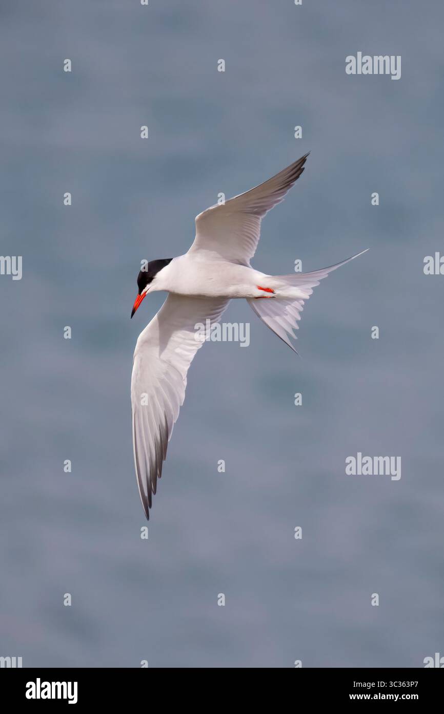 Tern commune en vol sur les Shetlands Ecosse Banque D'Images