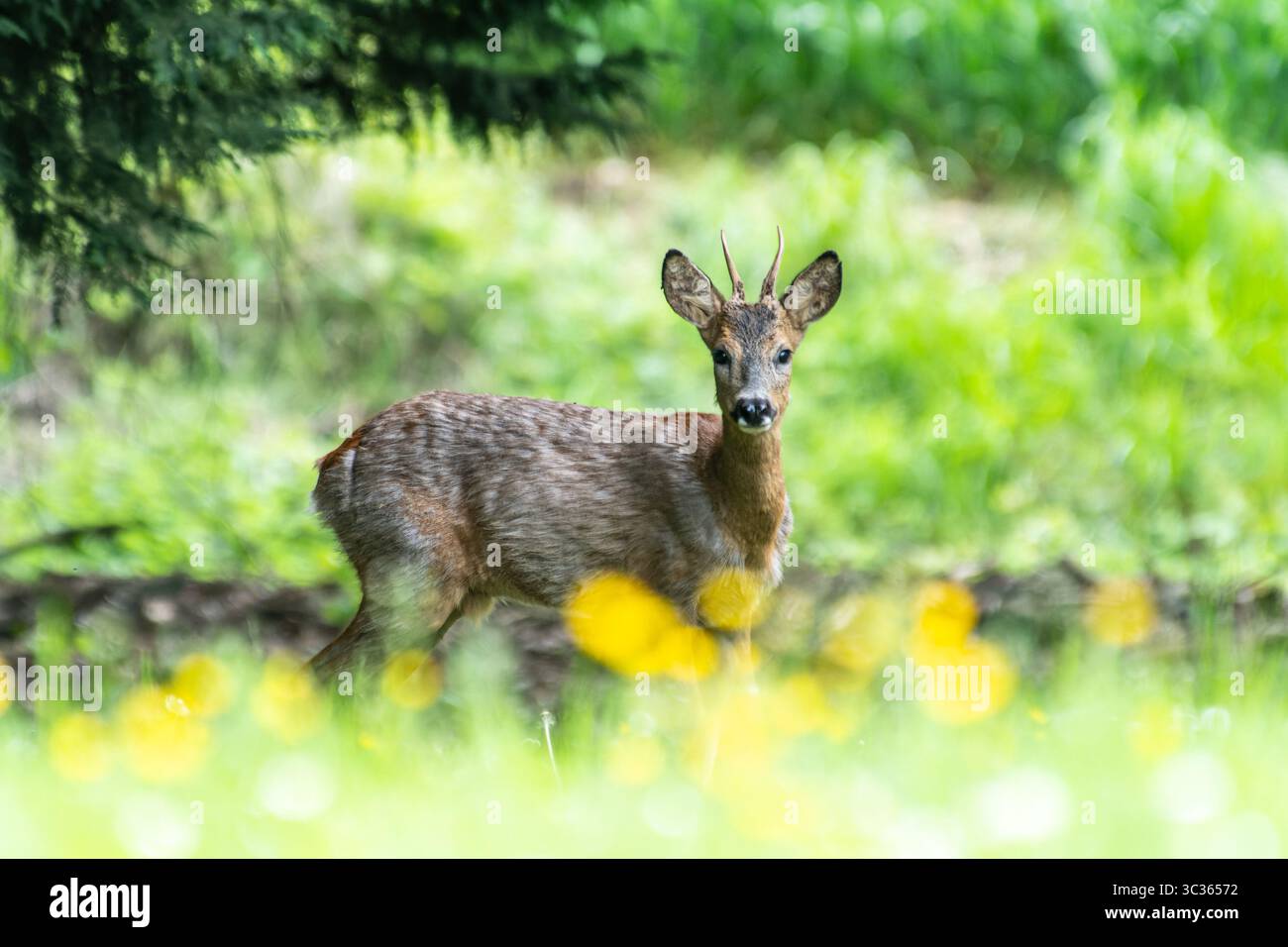 Mâle de chevreuil d'Europe (Capreolus capreolus) debout dans un pré de printemps, Yonne, France Banque D'Images