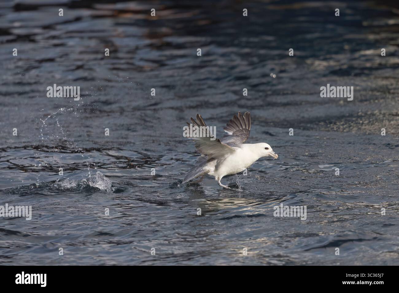 Northern Fulmar décollant de la mer dans les Shetlands Écosse Banque D'Images