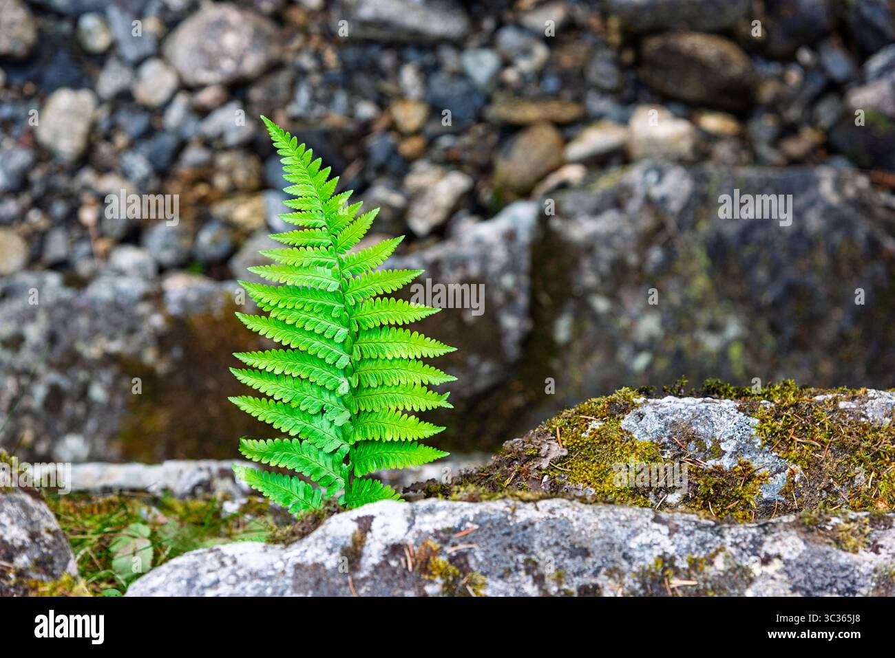 Une fougère vert vif prospère sur une roche moussue au milieu de galets, montrant la résilience dans un environnement naturel au bord de la rivière. Banque D'Images