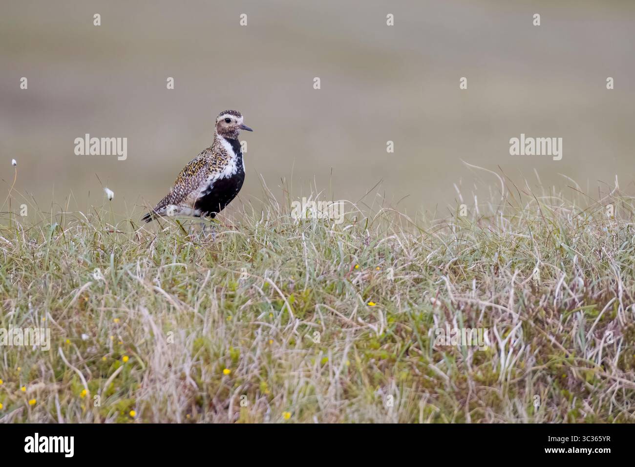 Golden Plover dans le plumage d'élevage sur les Shetlands Écosse Banque D'Images