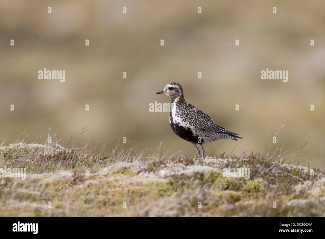 Golden Plover dans le plumage d'élevage sur les Shetlands Écosse Banque D'Images