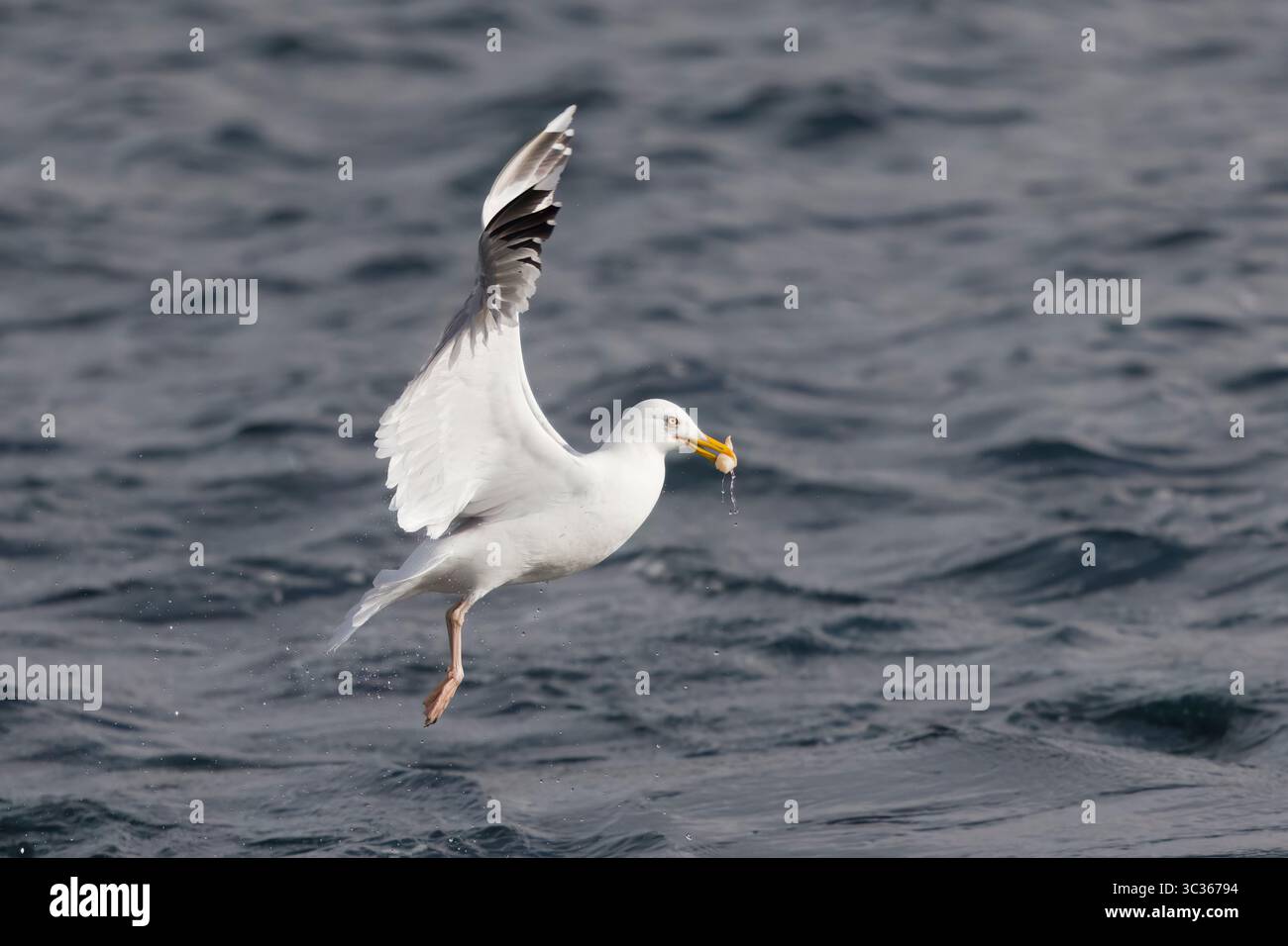 Goéland hareng en vol dans les Shetland en Écosse Banque D'Images