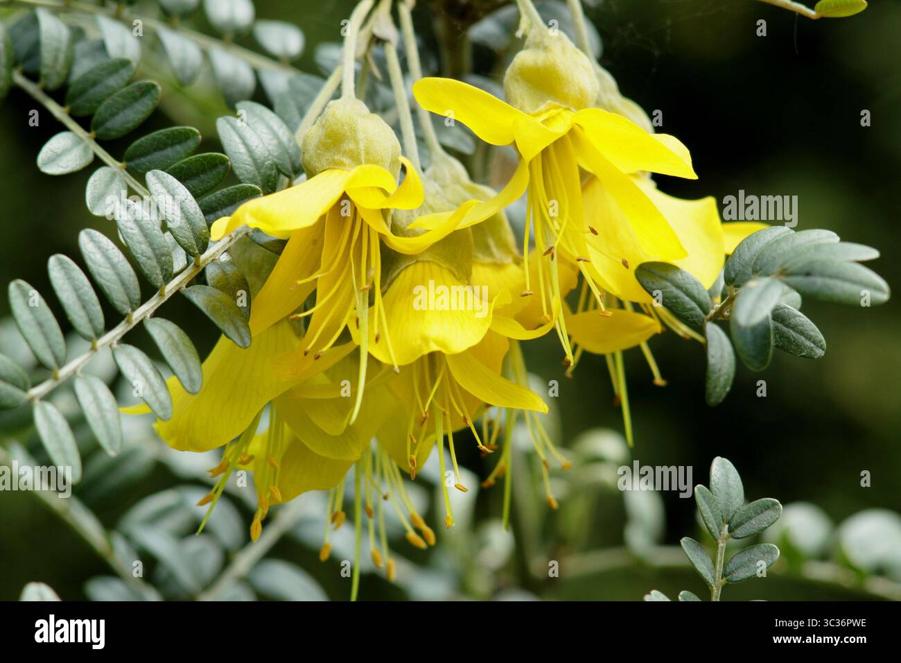 Sophora Sun King 'Hilsop' floraison au printemps - mai. ROYAUME-UNI Banque D'Images