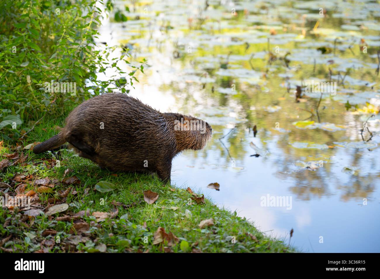 Rat de rivière Nutria, Coypu herbivore, rongeur semi-aquatique famille Myocastoridae sur le pré, animaux sauvages, habitants zones humides Banque D'Images