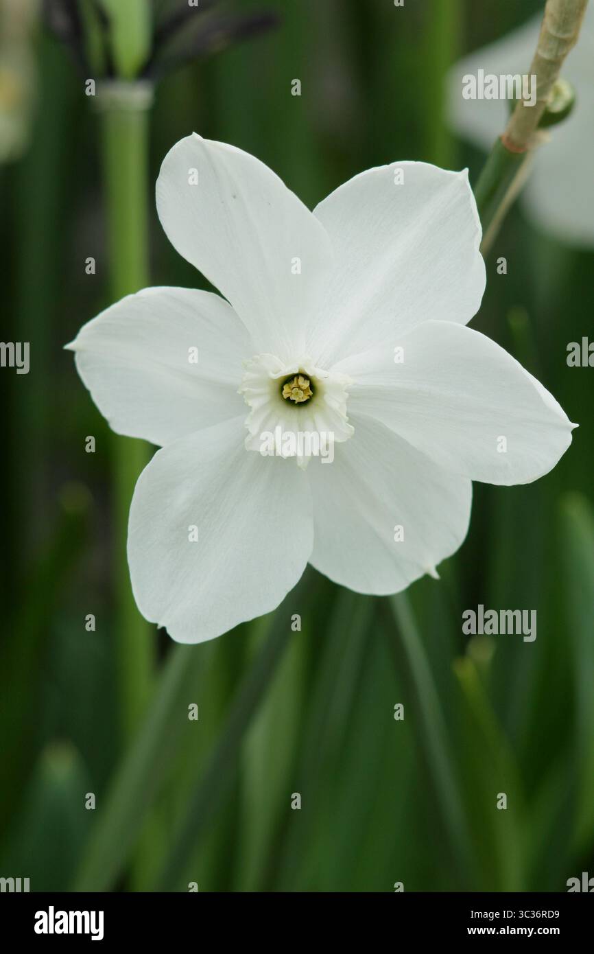 Glace polaire de Narcisse. Jonquille polaire glace, petite jonquille en gobelet floraison en avril . ROYAUME-UNI Banque D'Images