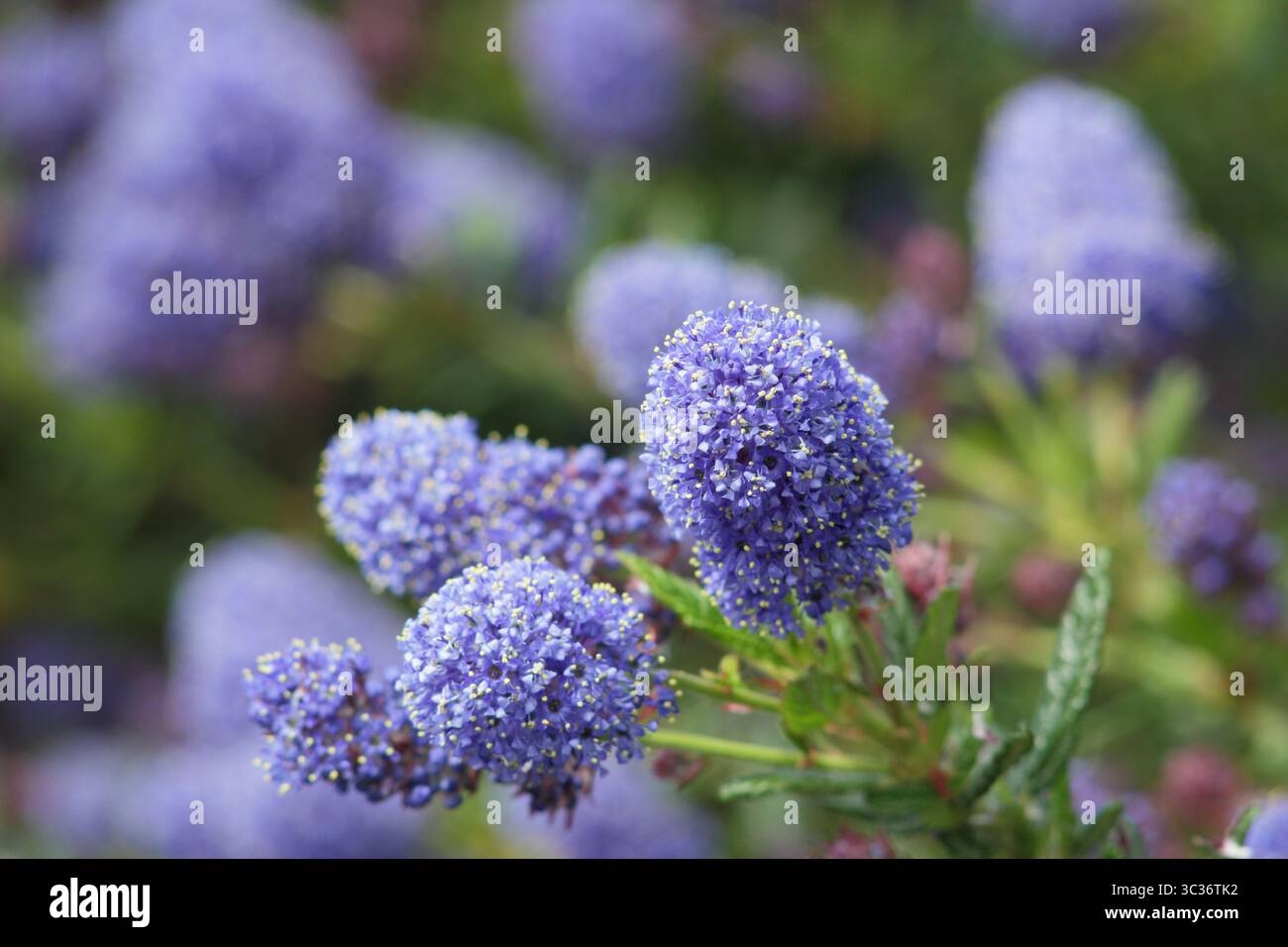 Ceanothus Concha, arbuste à feuilles persistantes aux fleurs bleu foncé au printemps. ROYAUME-UNI Banque D'Images