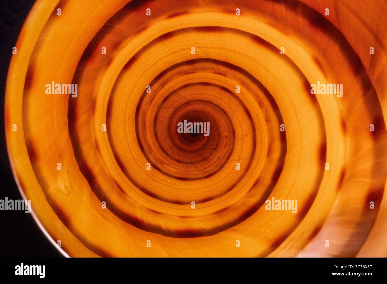 27 février 2021 : le Tun tacheté, Tonna dolium, est un grand escargot de mer prédateur trouvé dans le Pacifique Indo-Ouest et aux Philippines. (Crédit image : © Jon G. Fuller/VW pics via ZUMA Wire) Banque D'Images