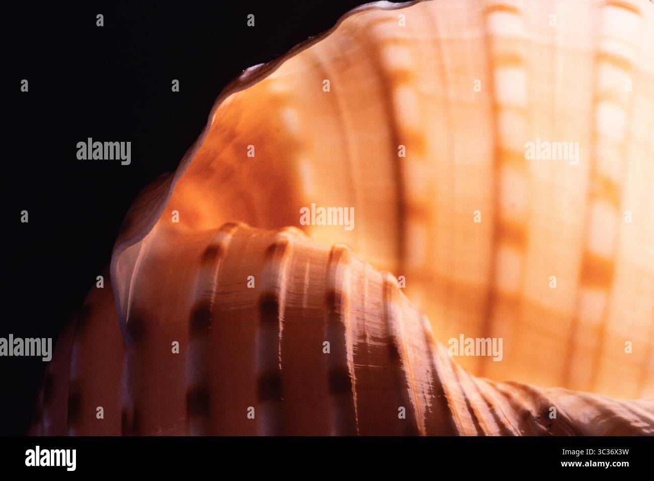 27 février 2021 : le Tun tacheté, Tonna dolium, est un grand escargot de mer prédateur trouvé dans le Pacifique Indo-Ouest et aux Philippines. (Crédit image : © Jon G. Fuller/VW pics via ZUMA Wire) Banque D'Images