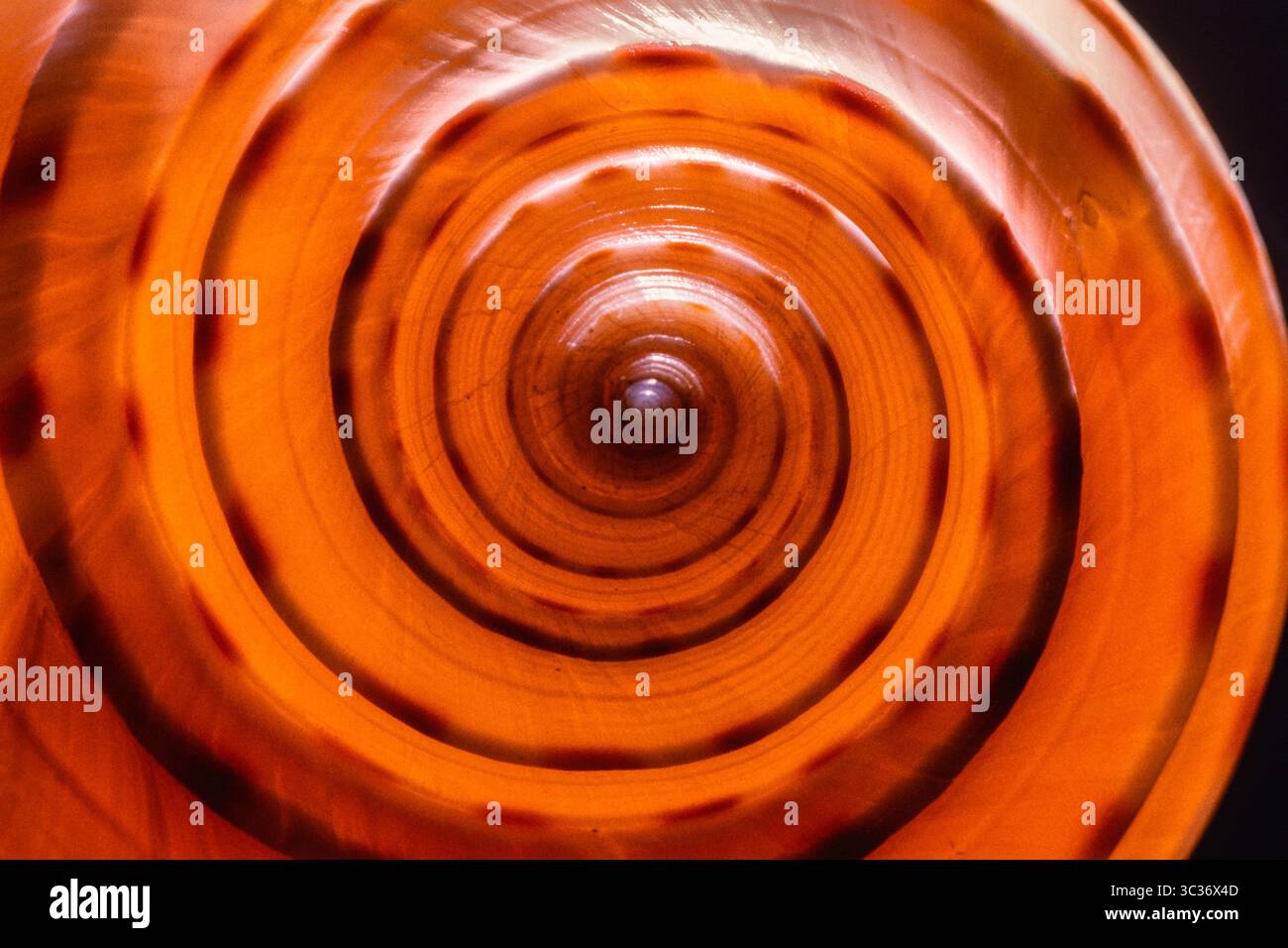 27 février 2021 : le Tun tacheté, Tonna dolium, est un grand escargot de mer prédateur trouvé dans le Pacifique Indo-Ouest et aux Philippines. (Crédit image : © Jon G. Fuller/VW pics via ZUMA Wire) Banque D'Images