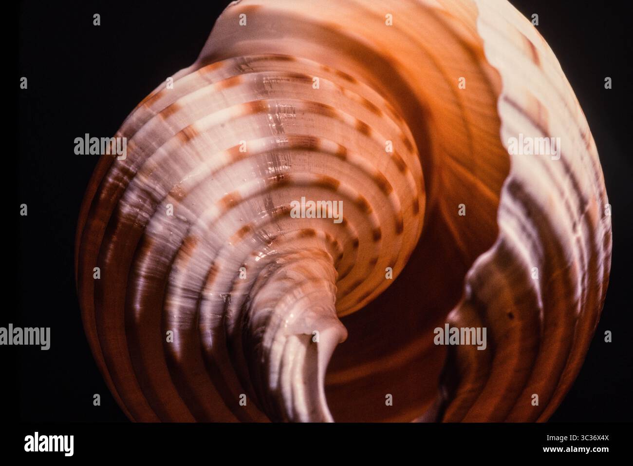 27 février 2021 : le Tun tacheté, Tonna dolium, est un grand escargot de mer prédateur trouvé dans le Pacifique Indo-Ouest et aux Philippines. (Crédit image : © Jon G. Fuller/VW pics via ZUMA Wire) Banque D'Images